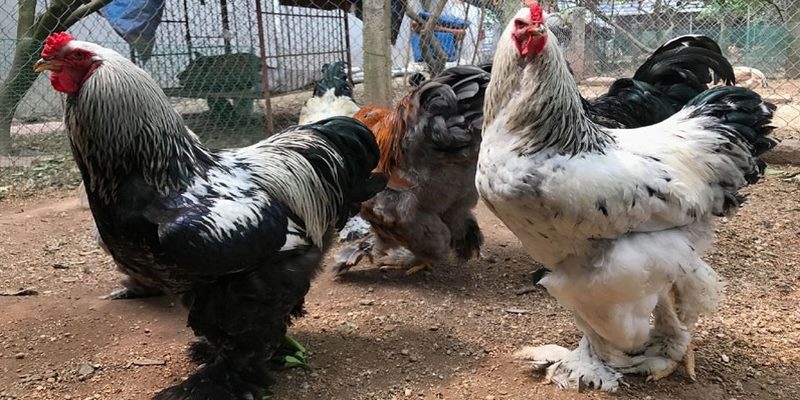 Tìm hiểu cách nuôi gà kỳ lân thu tiền tỷ tại Việt Nam